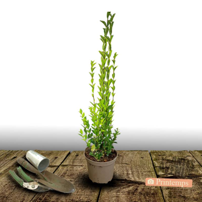 Troène du Texas, Ligustrum à fleurs Blanche/ - feuillage Persistant - Pot de 4L - 40/60 cm - Image 5