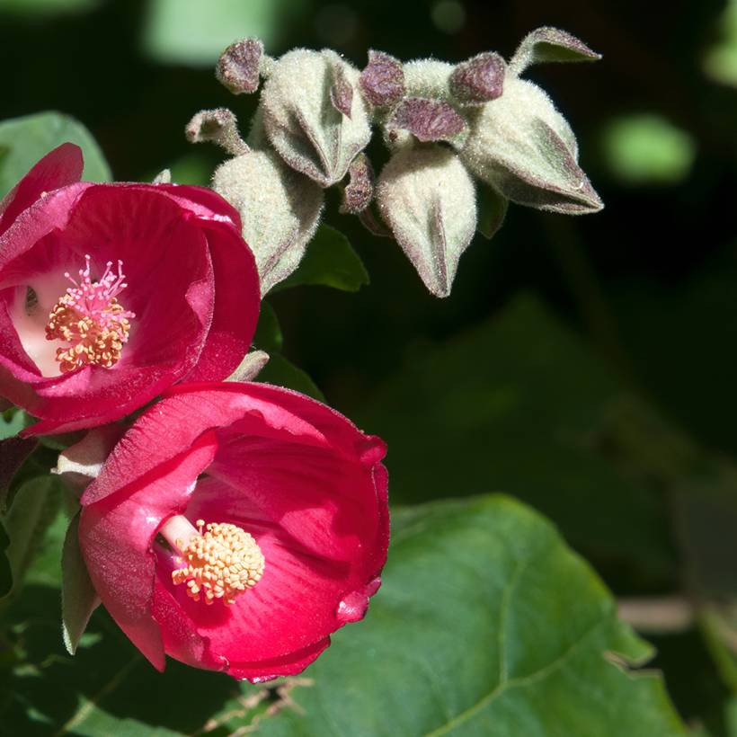 Phymosia umbellata  Pot de 4L/5L - Image 1