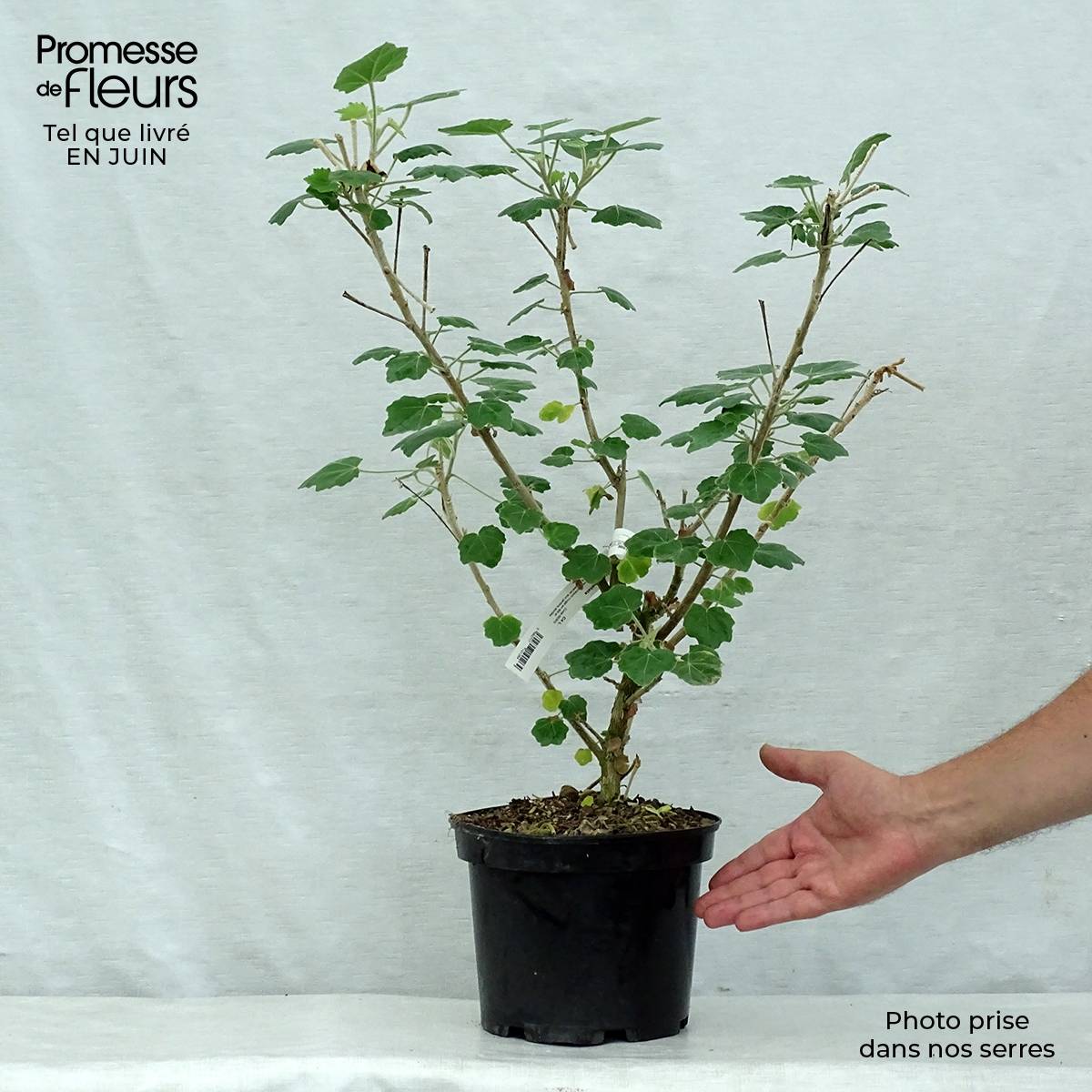 Phymosia umbellata  Pot de 4L/5L - Image 2