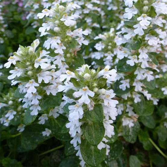 Promesse de Fleurs - Ajuga reptans Alba - Bugle rampant Godet de 7/8 cm