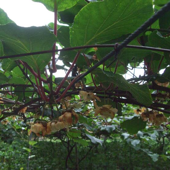 Promesse de Fleurs - Kiwi Golden Delight (femelle) - Actinidia deliciosa Pot de 2L/3L