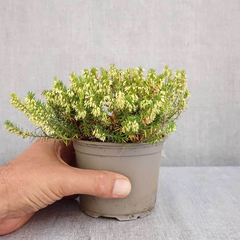 Bruyère des neiges - Erica carnea Isabell  Pot de 12 cm / 13 cm - Image 2