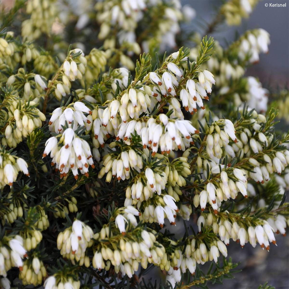 Bruyère des neiges - Erica carnea Isabell Pot de 12 cm / 13 cm - Image 1