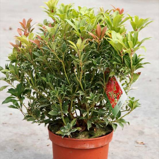 Promesse de Fleurs - Andromède du Japon - Pieris japonica Carnaval Pot de 2L/3L - Image 1