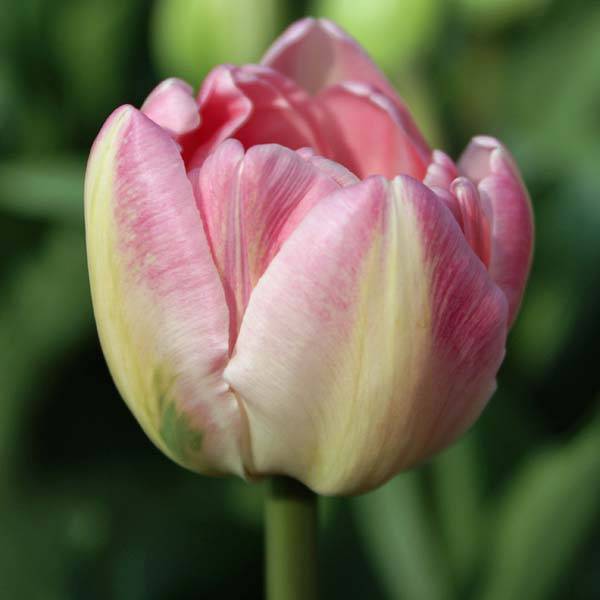 Tulipe double tardive Up Star - Tulipe à fleurs de pivoine Bulbe calibre 12+ (par 10)