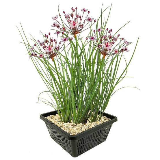 0 - Butome en Ombelle Plante Berge Bassin - Floraison Rose - Rustique - 8 Pièces - Image 1