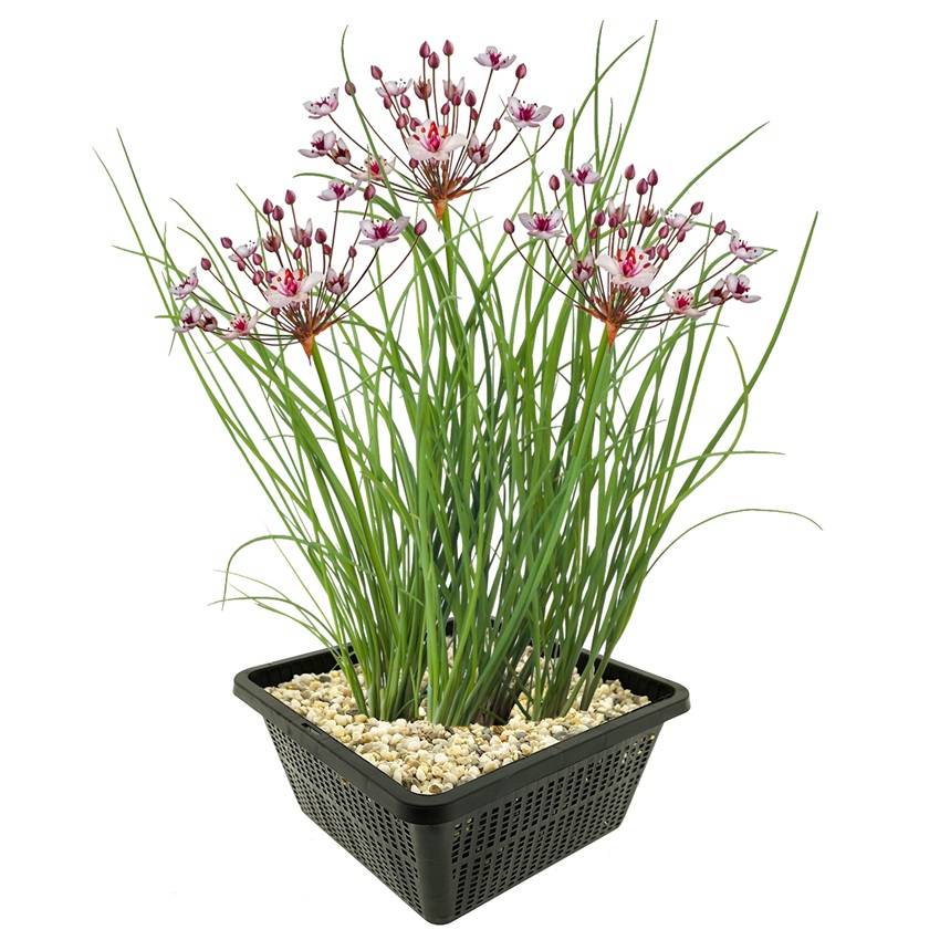 0 - Butome en Ombelle Plante Berge Bassin - Floraison Rose - Rustique - 8 Pièces - Image 1