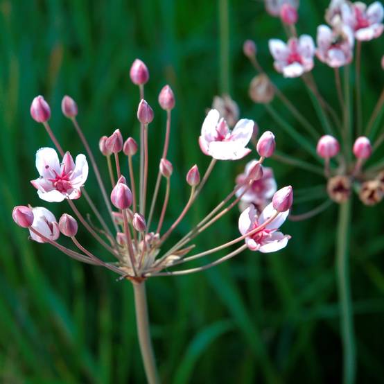 0 - Butome en Ombelle Plante Berge Bassin - Floraison Rose - Rustique - 8 Pièces - Image 2