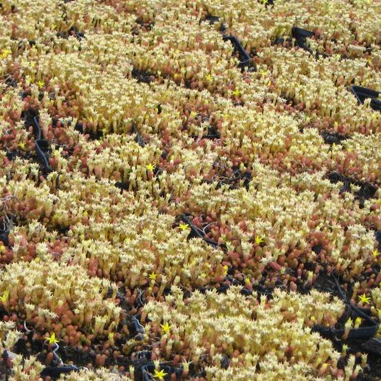 Sedum acre Yellow Queen - Orpin jaune Godet de 8/9 cm