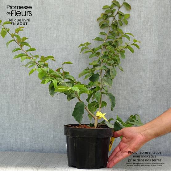 Arbre de fer - Parrotia persica Pot de 3L/4L - Image 2