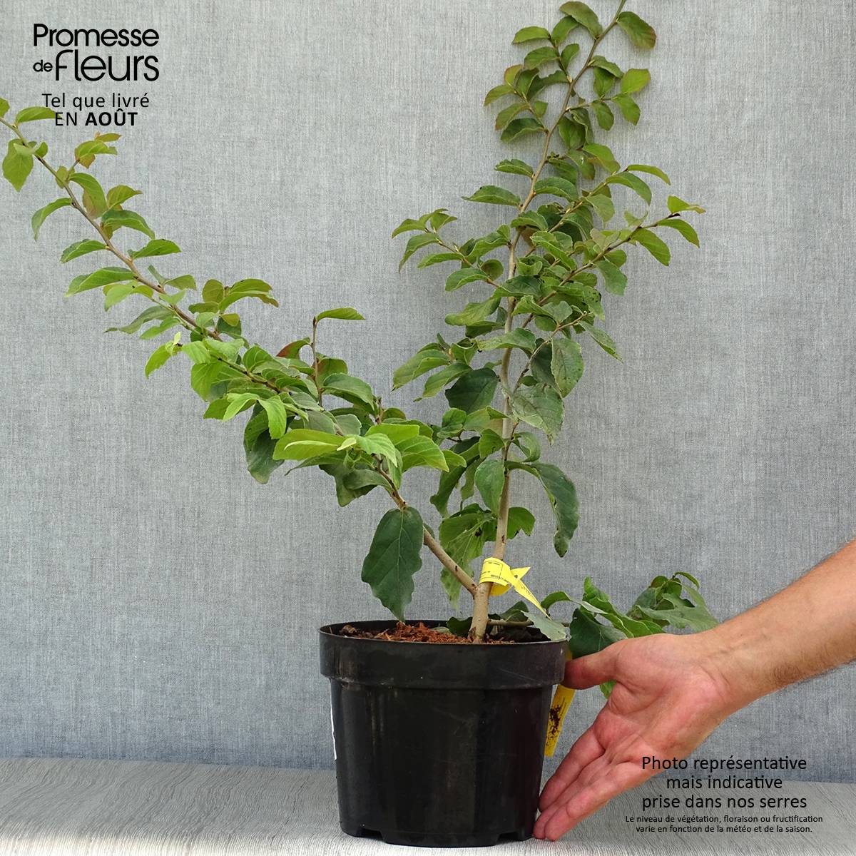 Arbre de fer - Parrotia persica Pot de 3L/4L - Image 2