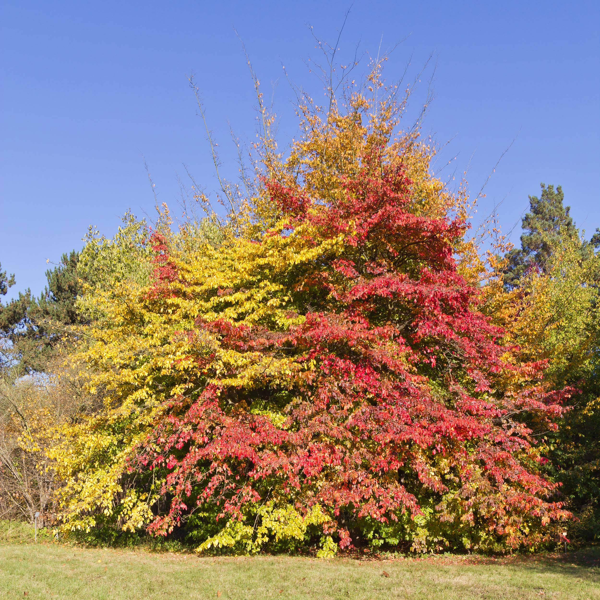 Arbre de fer - Parrotia persica Pot de 3L/4L