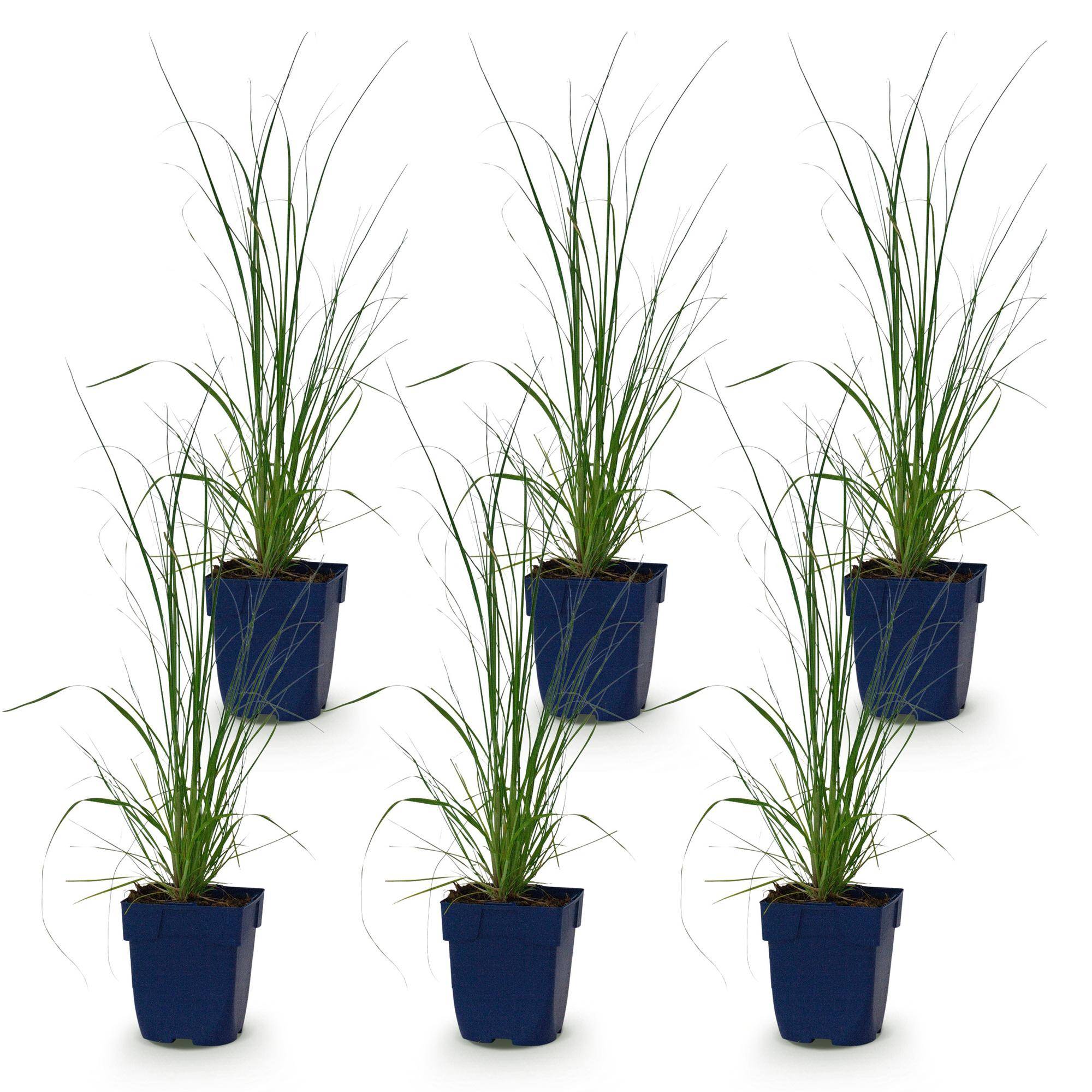 Herbe de la pampa naine 'Pumila' (Cortaderia selloana) - graminée à plumets - Pot 11 cm - Hauteur 25 cm - 6 plants - Plantes d'intérieur - Image 2