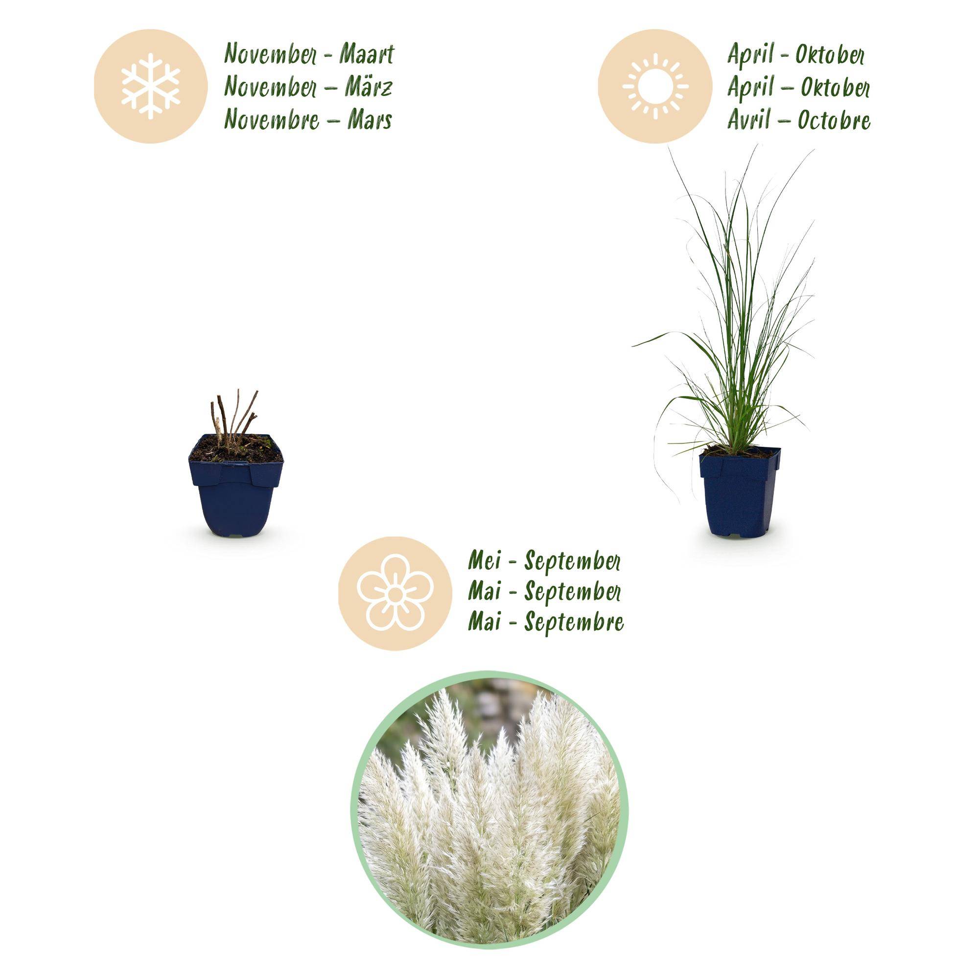 Herbe de la pampa naine 'Pumila' (Cortaderia selloana) - graminée à plumets - Pot 11 cm - Hauteur 25 cm - 6 plants - Plantes d'intérieur - Image 4