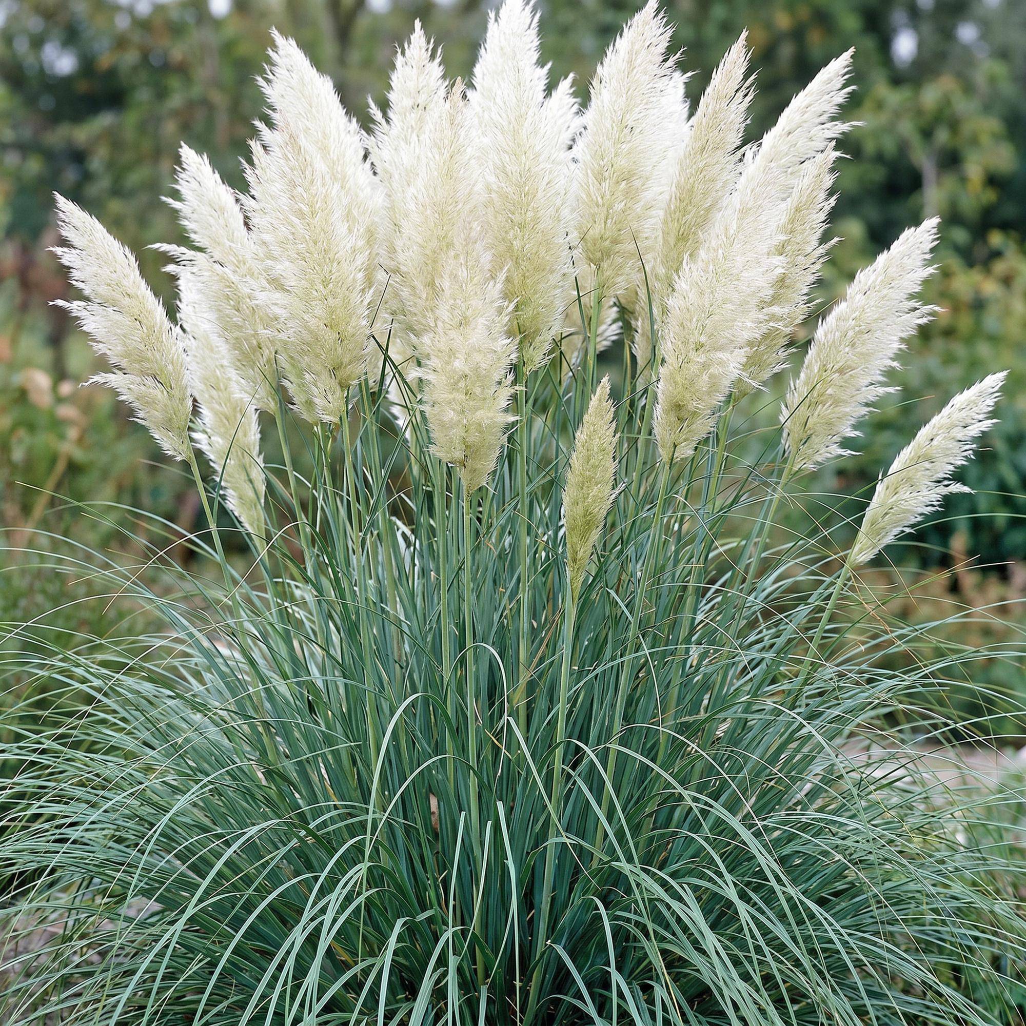 Herbe de la pampa naine 'Pumila' (Cortaderia selloana) - graminée à plumets - Pot 11 cm - Hauteur 25 cm - 6 plants - Plantes d'intérieur - Image 5