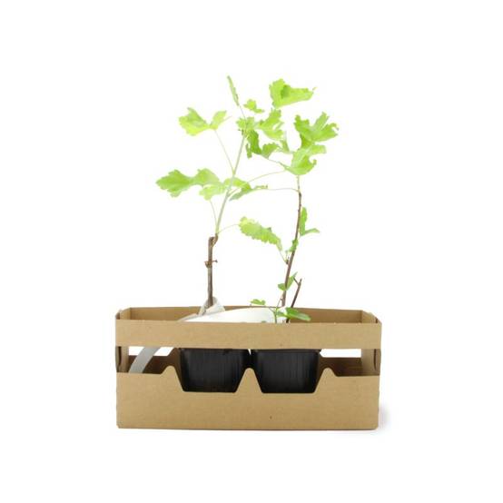Groseillier à maquereau 'Freedonia' BIO (Ribes uva crispa 'Freedonia') - Godet 9cm - Pépinières Naudet - Image 4