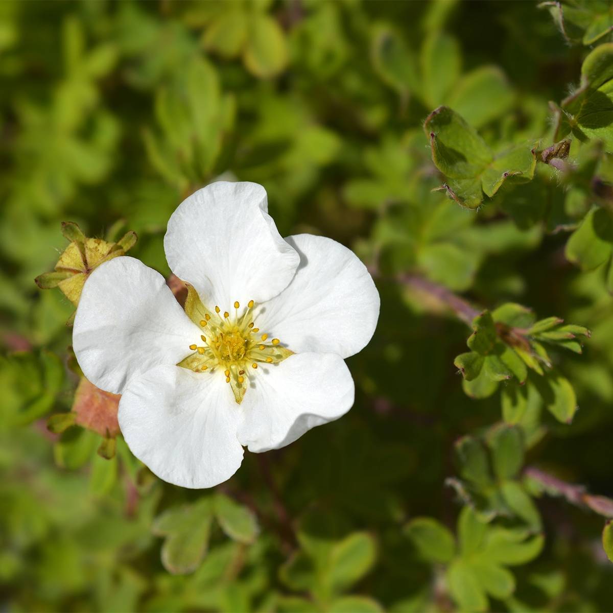 Potentille arbustive - Potentilla fruticosa Bella Bianca Pot de 2L/3L - Image 1