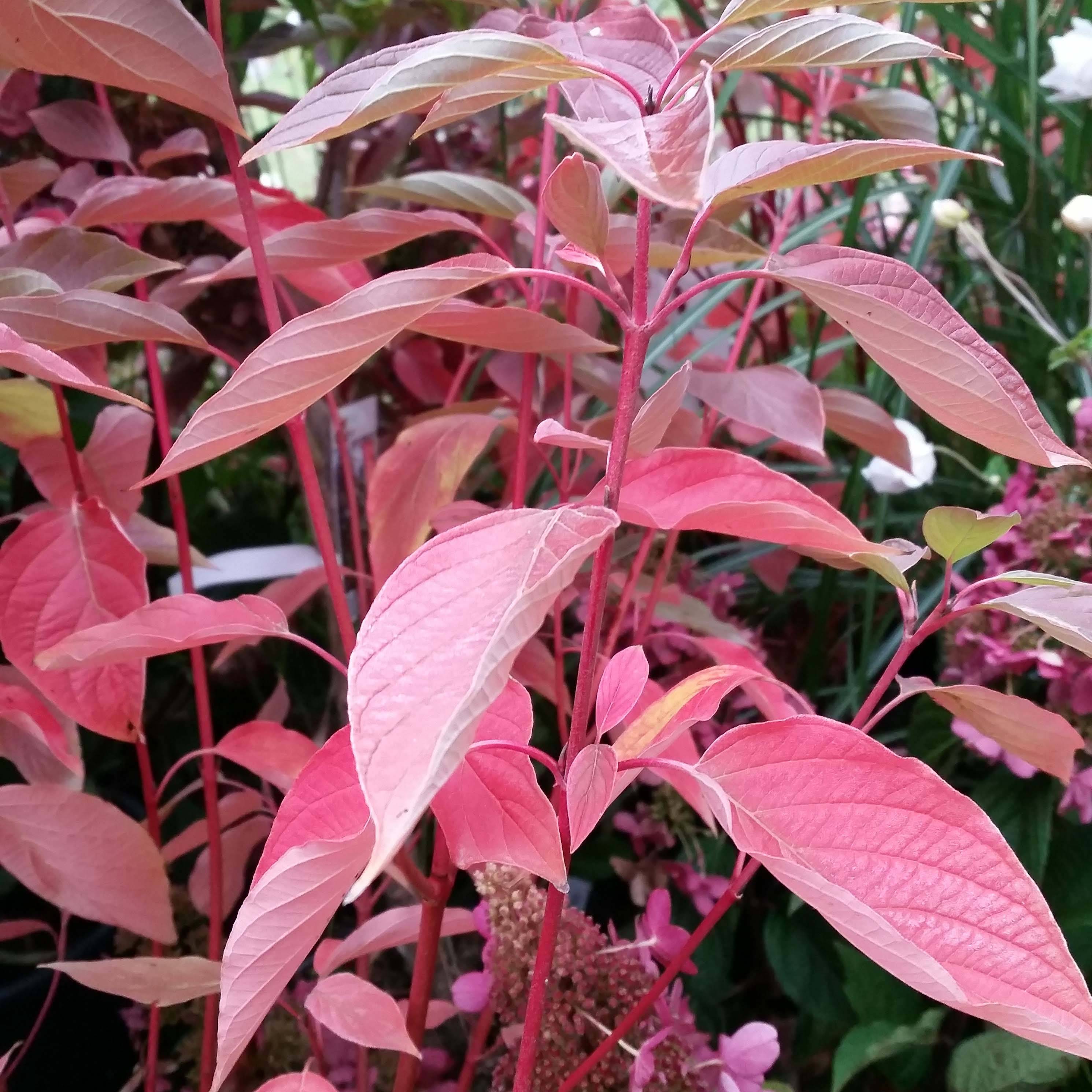 Promesse de Fleurs - Cornus sericea Cardinal - Cornouiller stolonifère Pot de 2L/3L - Image 1