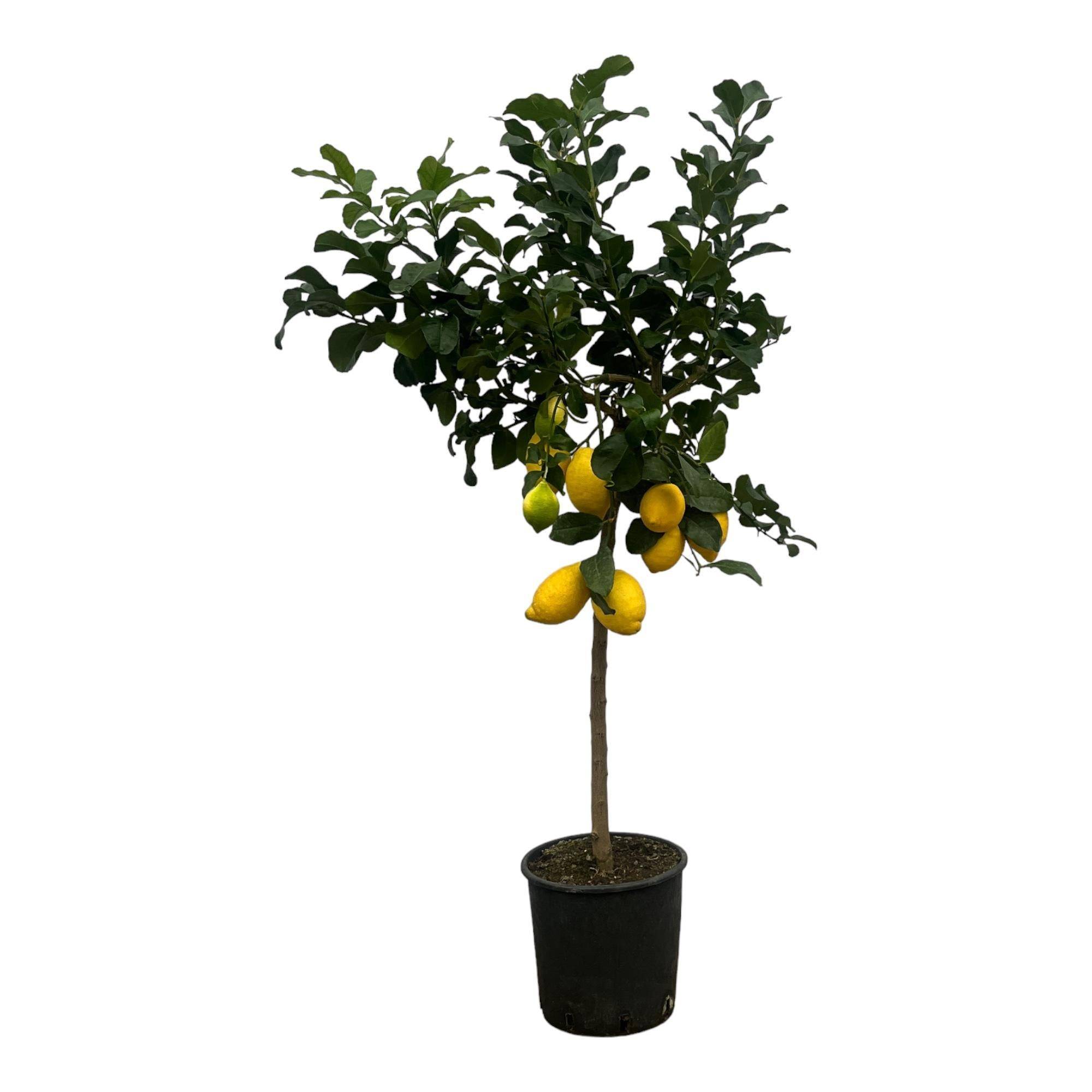 La Green Touch - Citronnier 150cm - Plante d'intérieur- La Green Touch - Image 1