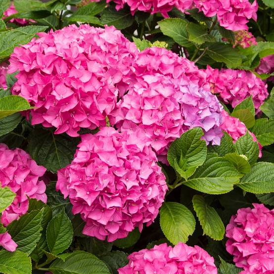 Promesse de Fleurs - Hortensia - Hydrangea macrophylla Freudenstein Pot de 2L/3L - Image 1