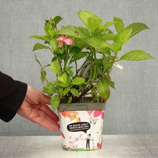 Promesse de Fleurs - Hortensia - Hydrangea macrophylla Freudenstein Pot de 2L/3L - Image 2
