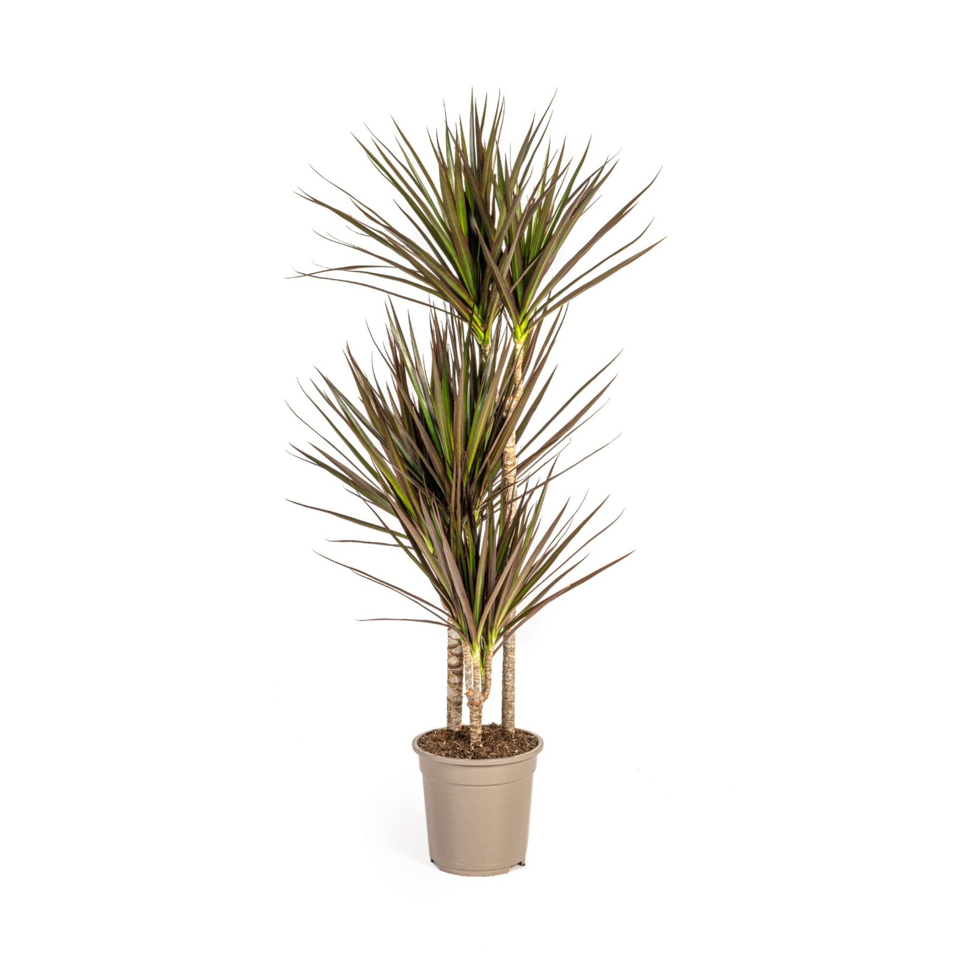 Dracaena Marginata Magenta - D21 H110cm - Image 4