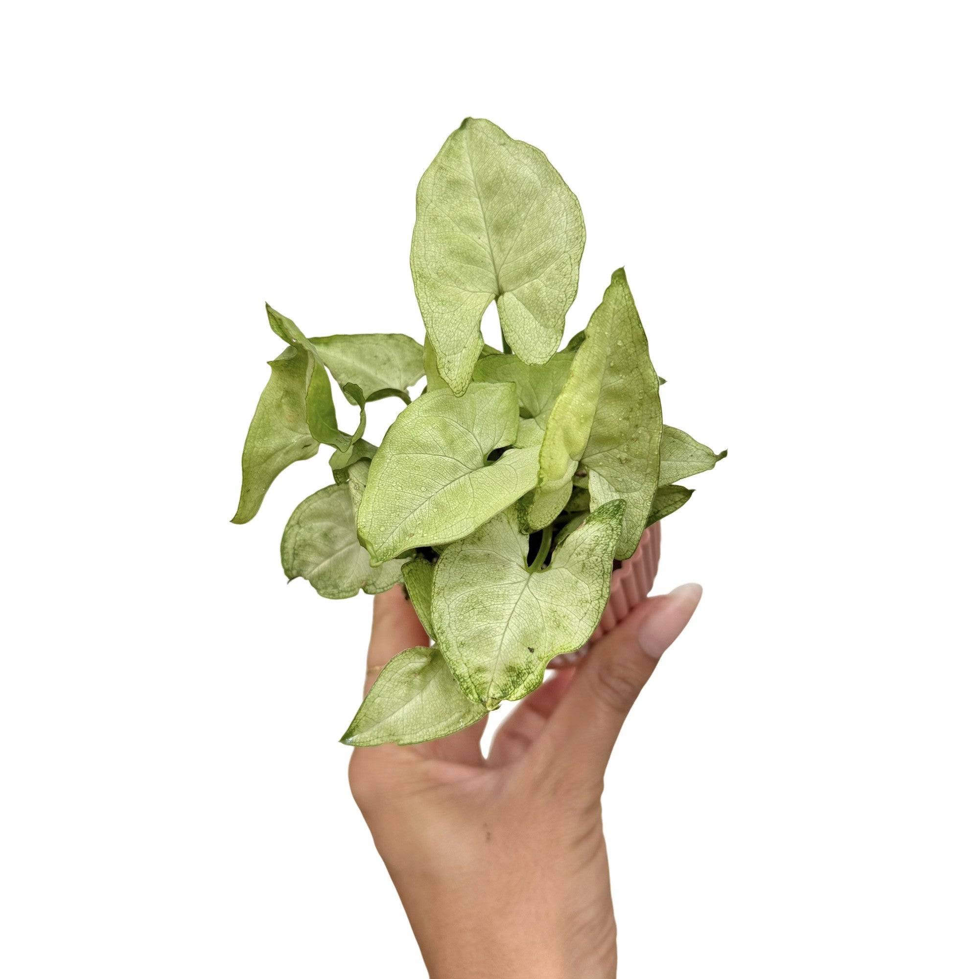Syngonium 'White Butterfly' - Pot de 6cm - Plantes d'intérieur - Image 2