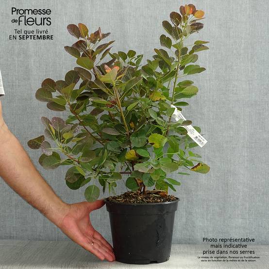 Cotinus coggygria Flamissimo - Arbre à perruque Pot de 3L/4L - Image 2