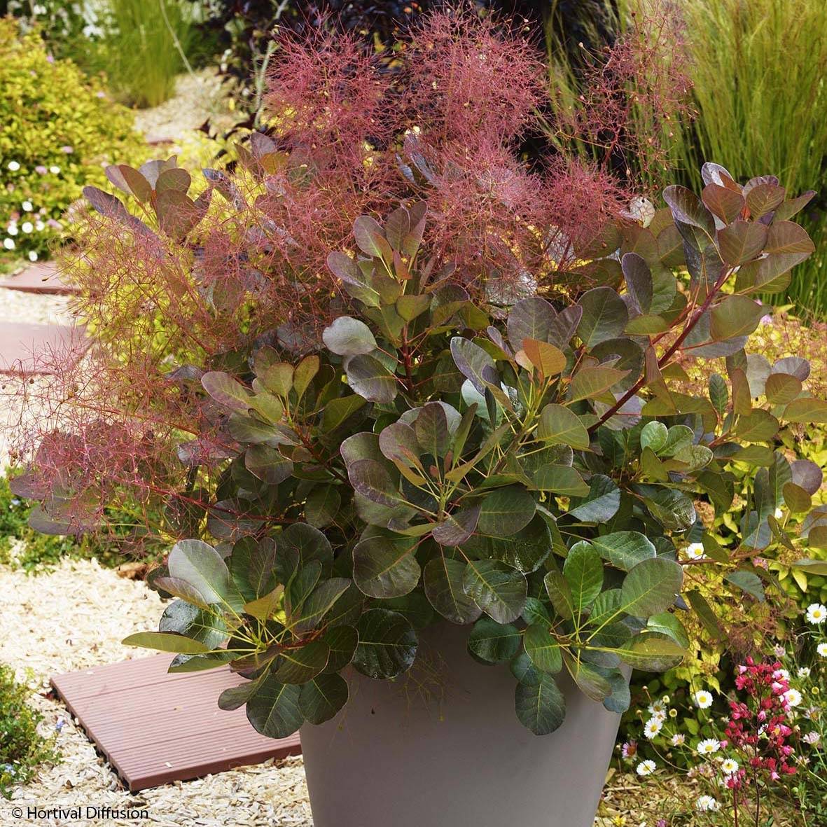 Cotinus coggygria Flamissimo - Arbre à perruque Pot de 3L/4L - Image 1