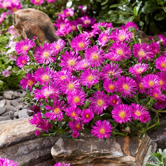 Promesse de Fleurs - Delosperma Ocean Sunset Violet Godet de 8/9 cm