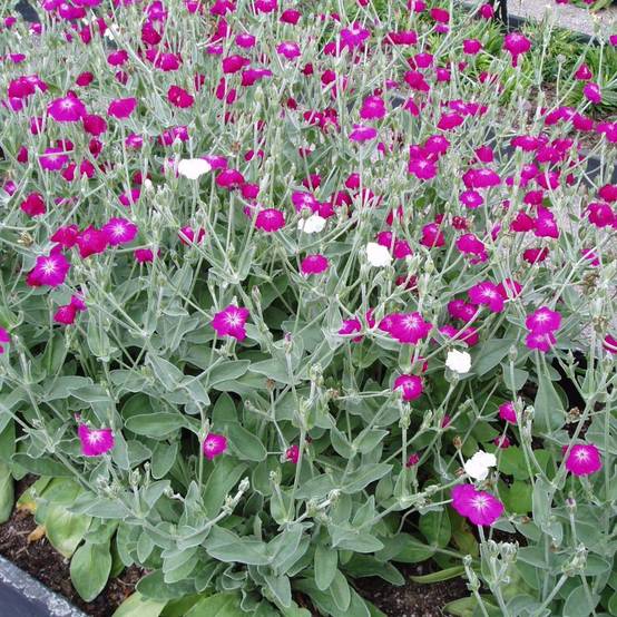 Promesse de Fleurs - Lychnis coronaria - Coquelourde des Jardins Godet de 8/9 cm