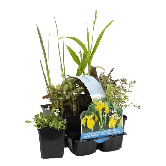 Lot de 6 - Plantes de bassin indigènes - Zones de bassin 1-2-3 - H. 15-25 cm - P. 9 cm - Image 1
