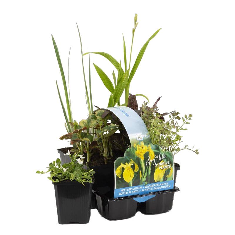 Lot de 6 - Plantes de bassin indigènes - Zones de bassin 1-2-3 - H. 15-25 cm - P. 9 cm