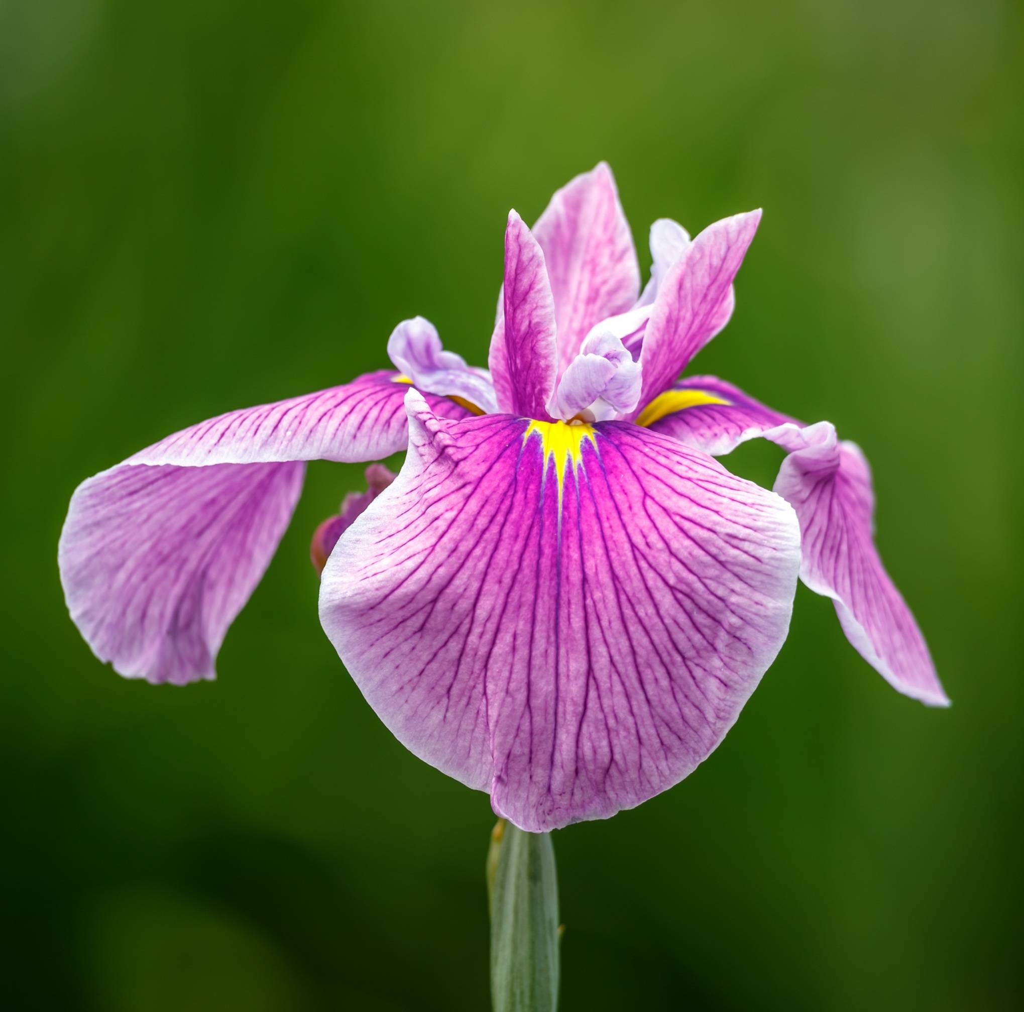 Iris rose - Iris laevigata - 12 plantes - Image 3