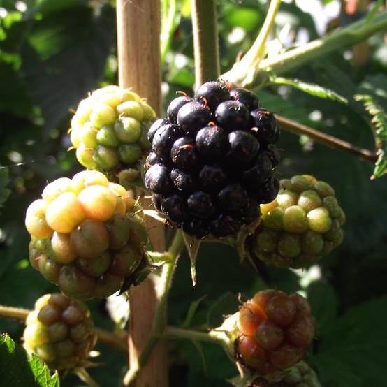 Mûre sans épines Thornfree - Rubus fruticosus Pot de 1,5L/2L, Touffe