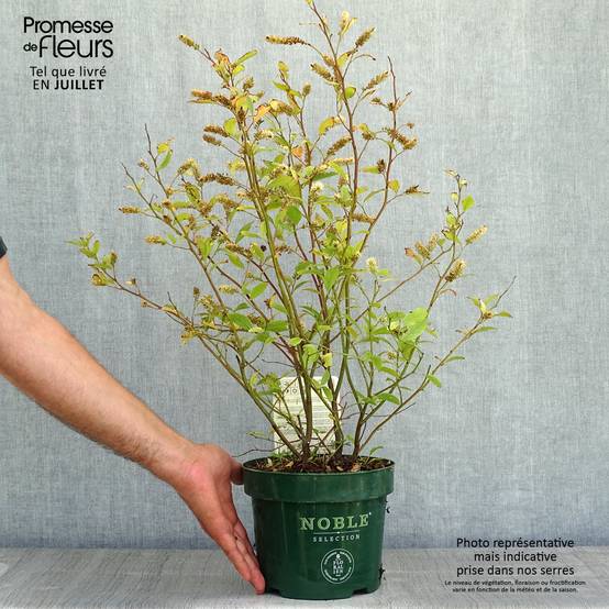 Itea virginica Little Henry - Itéa de Virginie Pot de 3L/4L - Image 2