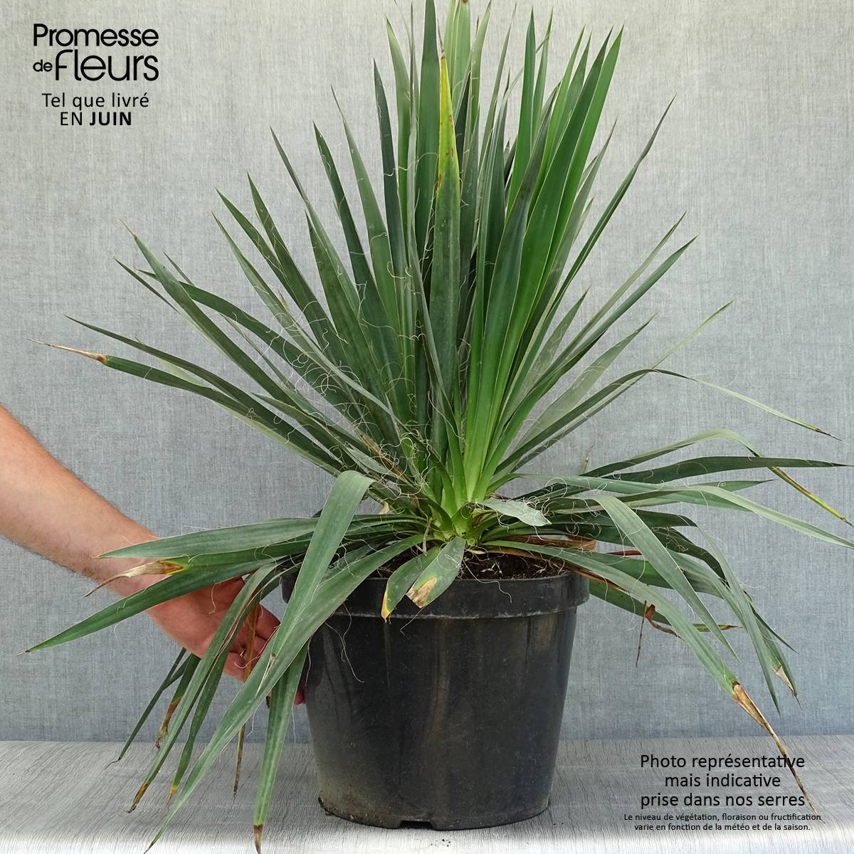 Promesse de Fleurs - Yucca filamentosa Pot de 6L/7L - Image 2