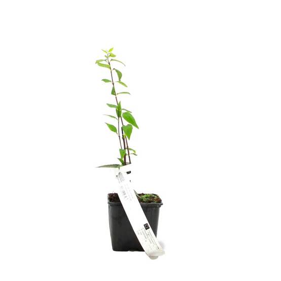Seringat de Lemoine (Philadelphus 'Lemoinei') - Godet - Taille 20/40cm - Pépinières Naudet - Image 2
