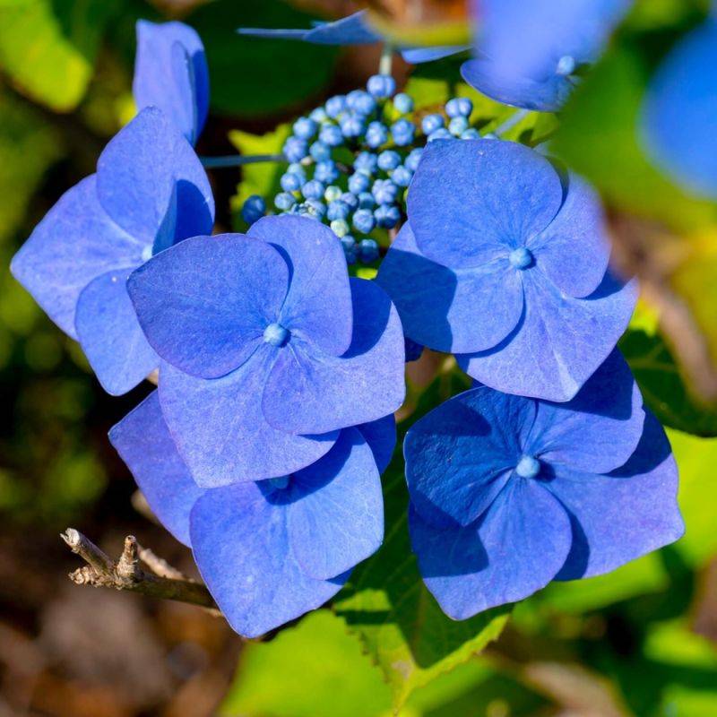 Hortensia Macrophylle 'Blaumeise' (Hydrangea Macrophylla) - Godet - Taille 13/25cm - Pépinières Naudet - Image 1