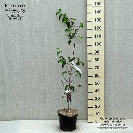 Promesse de Fleurs - Cornus mas Schönbrunner Gourmet Dirndl - Cornouiller mâle Pot de 7,5L/10L - Image 2