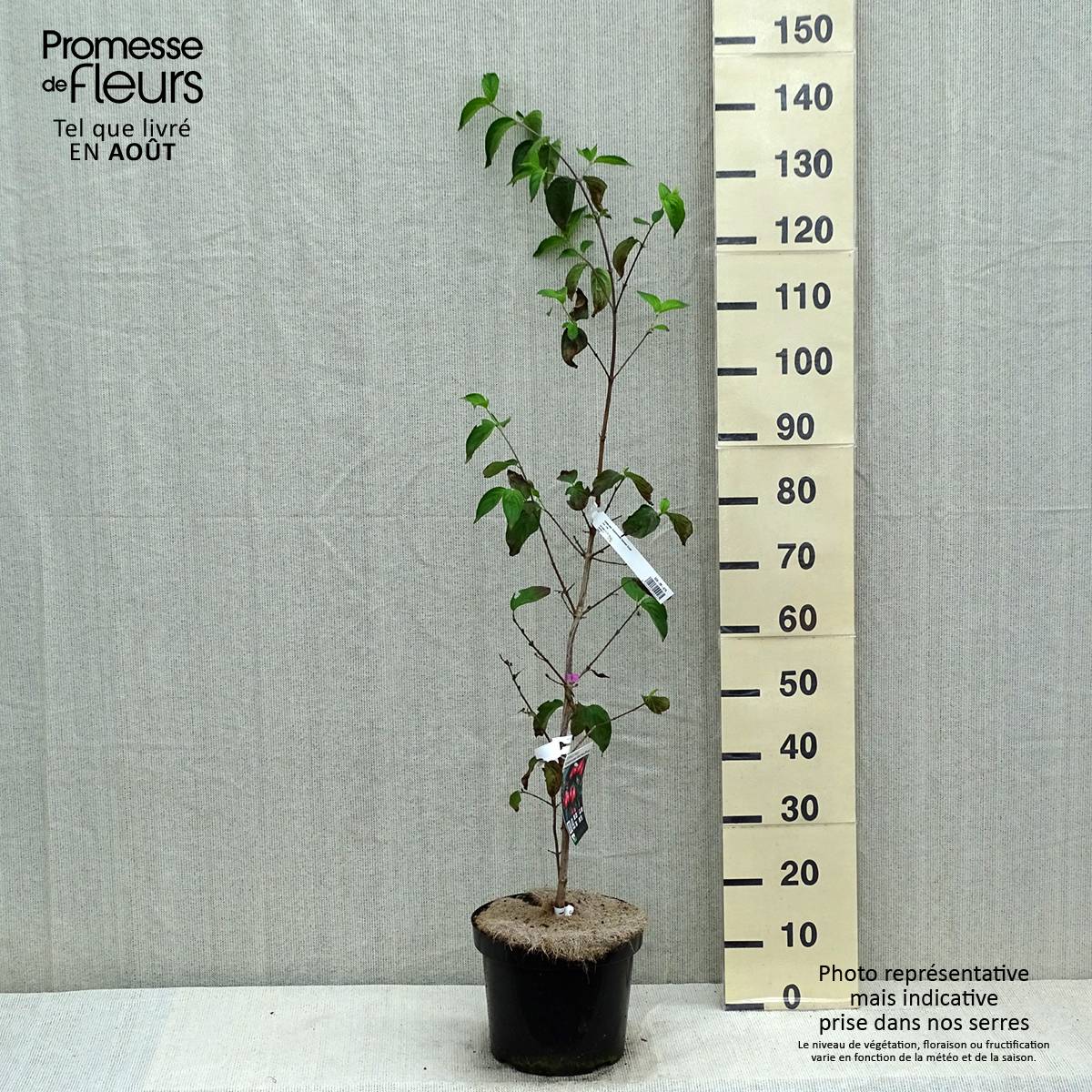 Promesse de Fleurs - Cornus mas Schönbrunner Gourmet Dirndl - Cornouiller mâle Pot de 7,5L/10L - Image 2