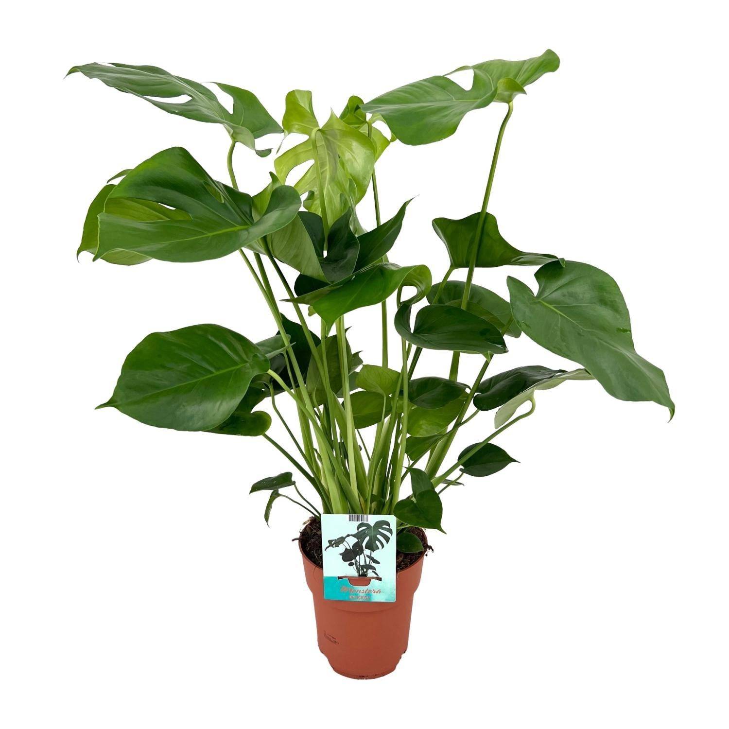 Monstera Deliciosa - D19 H60cm - Image 1