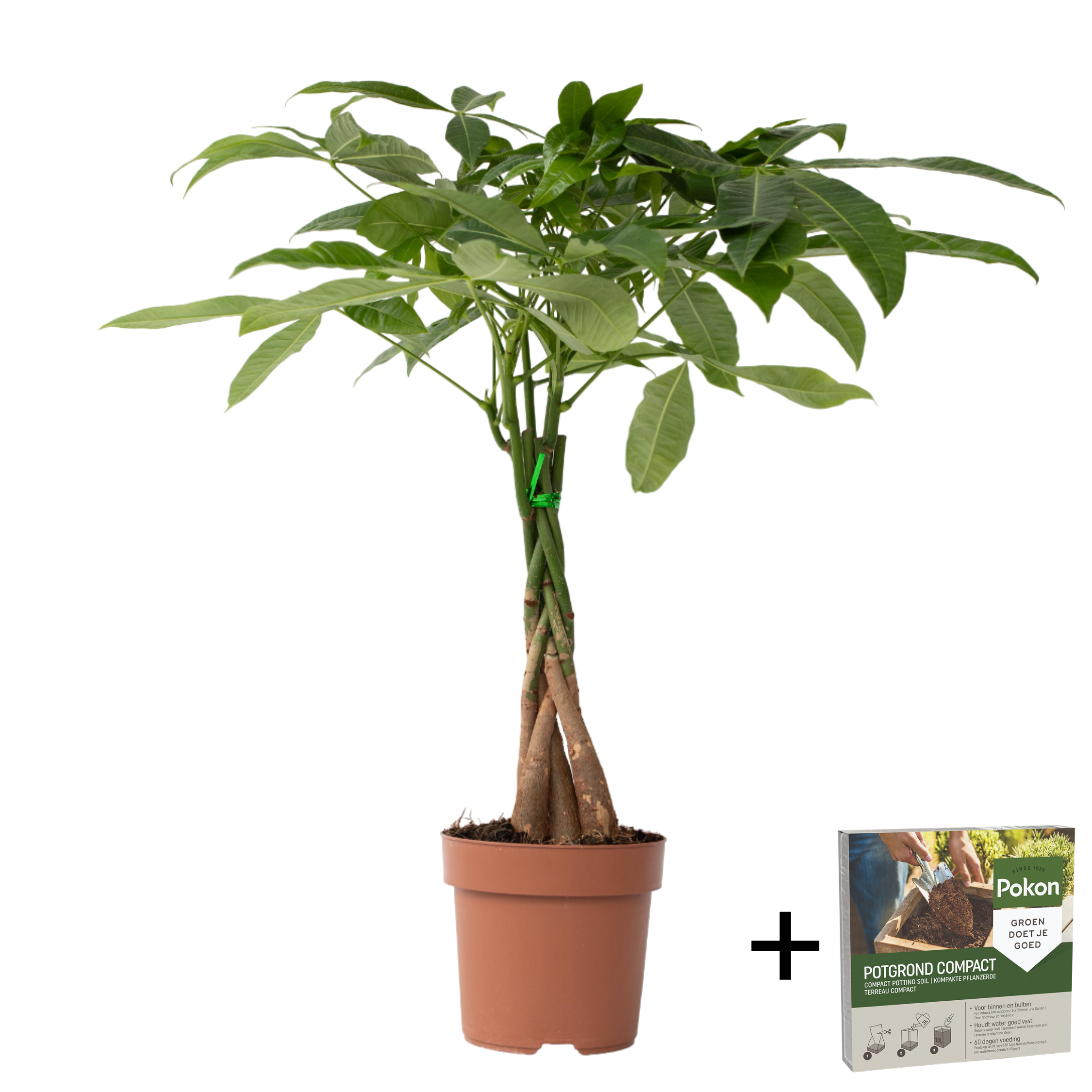 Plant In A Box - Arbre à argent - Pachira aquatica - Hauteur 60-70cm - ⌀17cm - Image 1