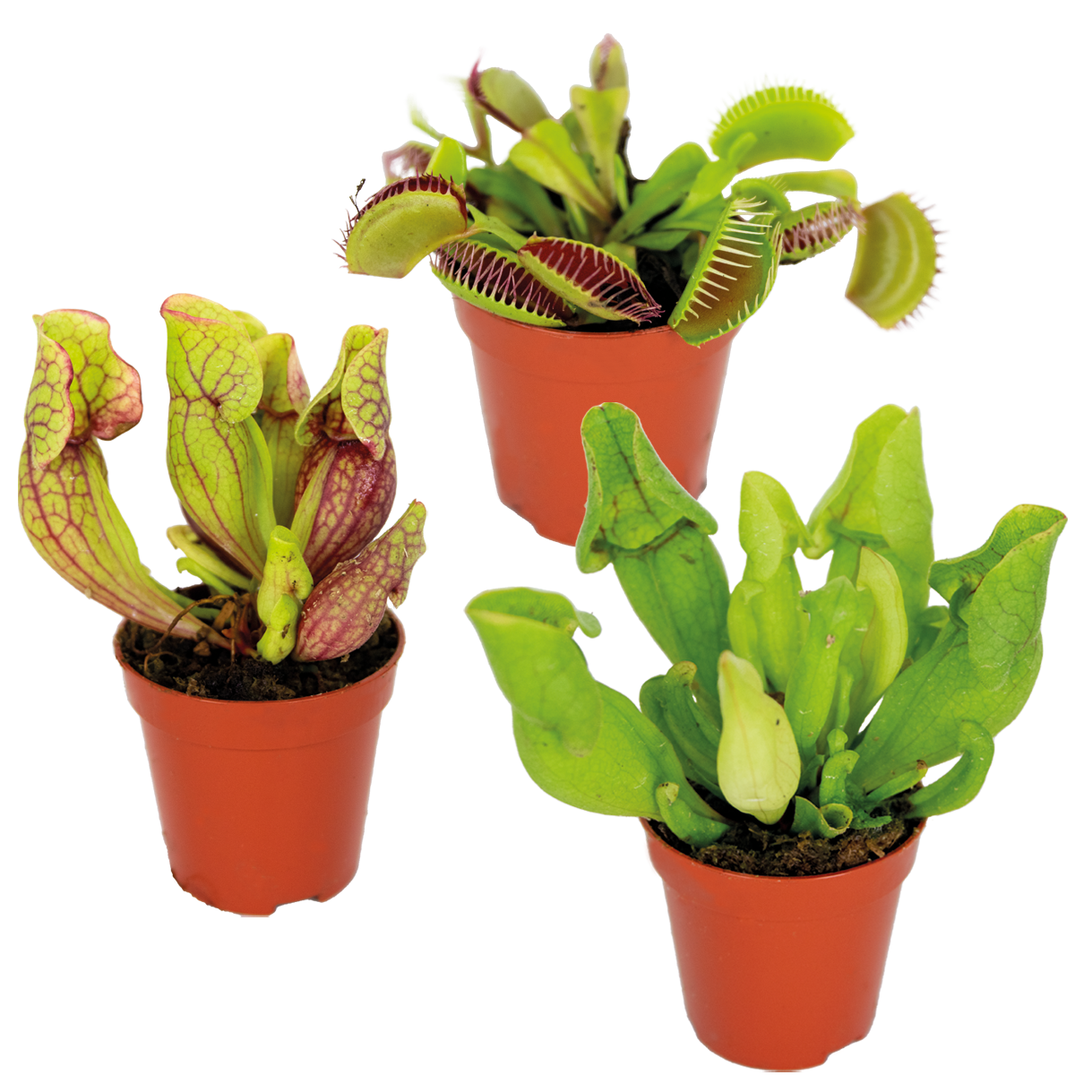 Lot de 3 - Plantes carnivores - Mélange - Plantes d’intérieur - Faciles d’entretien - 5-10 cm