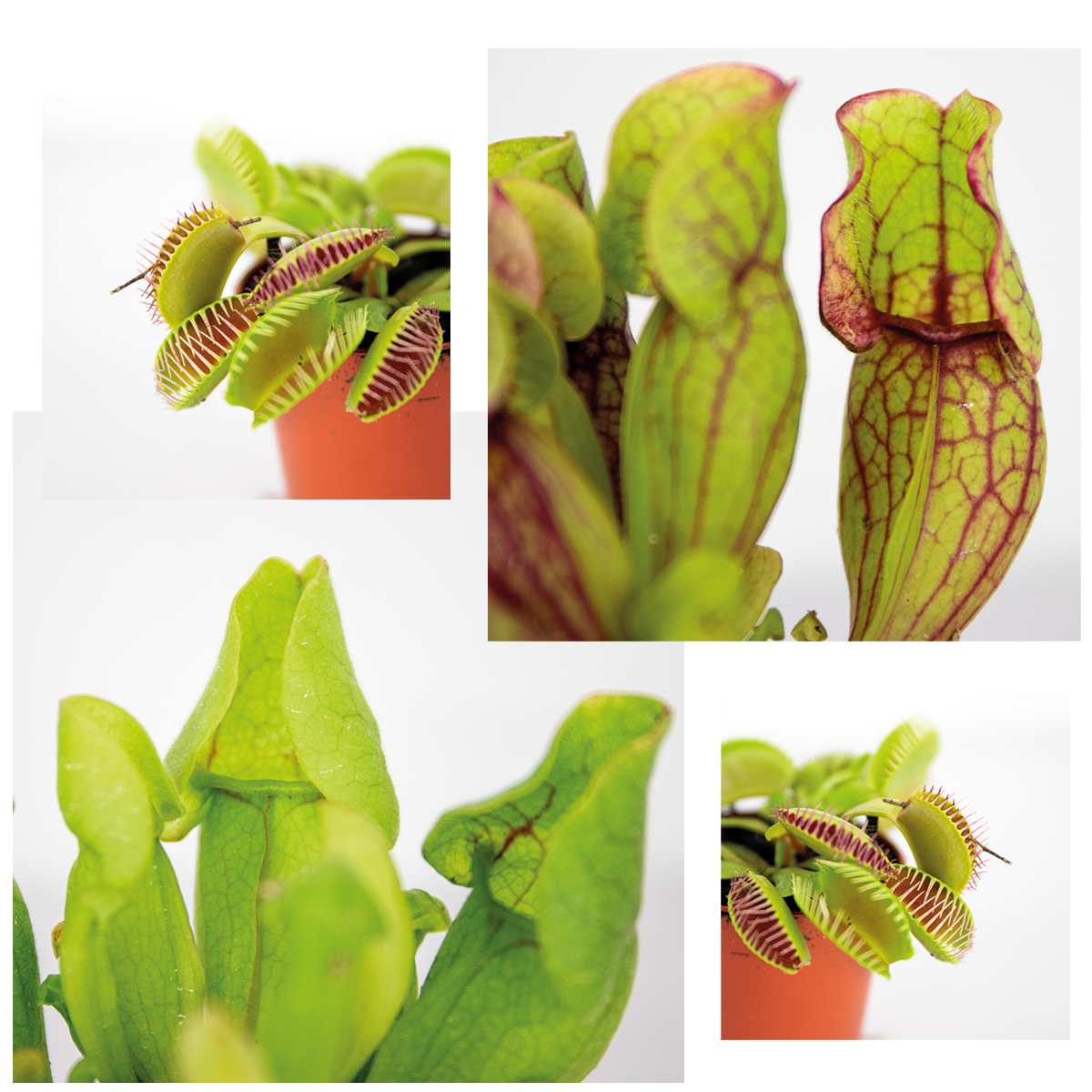 Lot de 3 - Plantes carnivores - Mélange - Plantes d’intérieur - Faciles d’entretien - 5-10 cm - Image 3