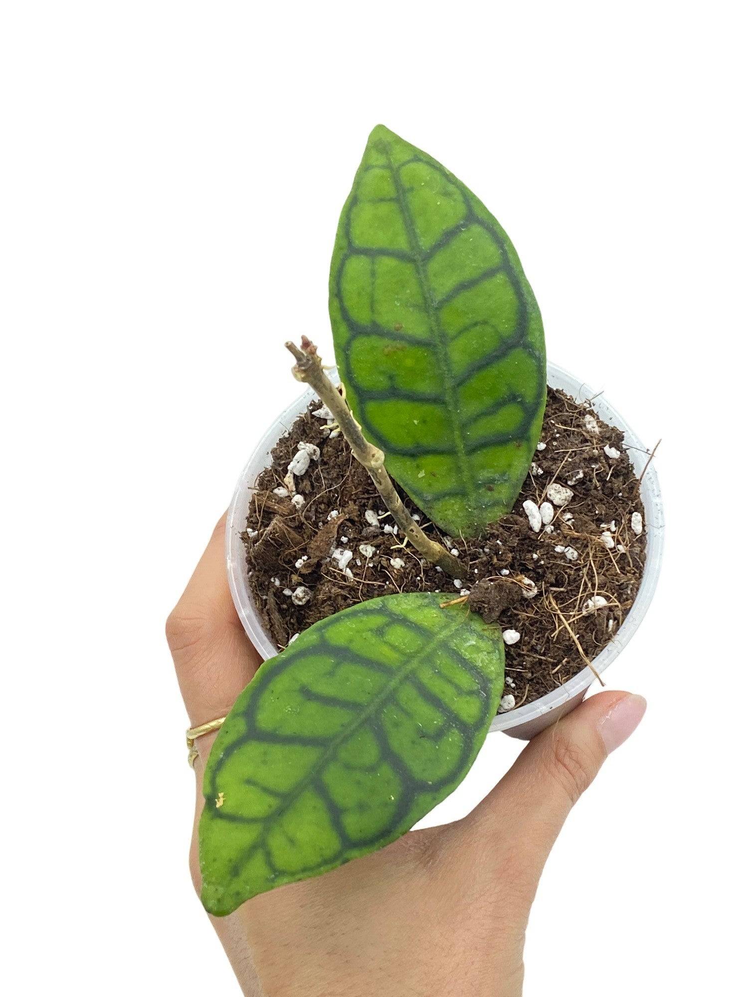 Hoya Callistophylla - Pot de 9cm - Plantes d'intérieur - Image 1
