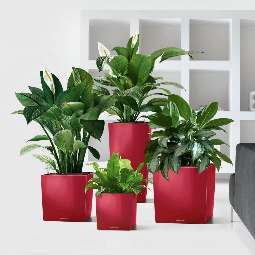 Lechuza - Cube Premium 30 - Kit Complet, rouge scarlet brillant 30 cm Lechuza - Image 3