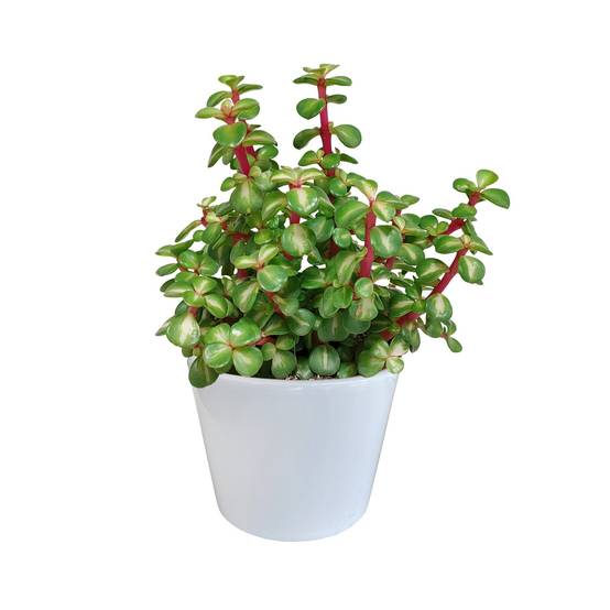 Portulacaria afra Variegata et son cache-pot blanc - h25cm, Ø11cm- La Green Touch - Image 1