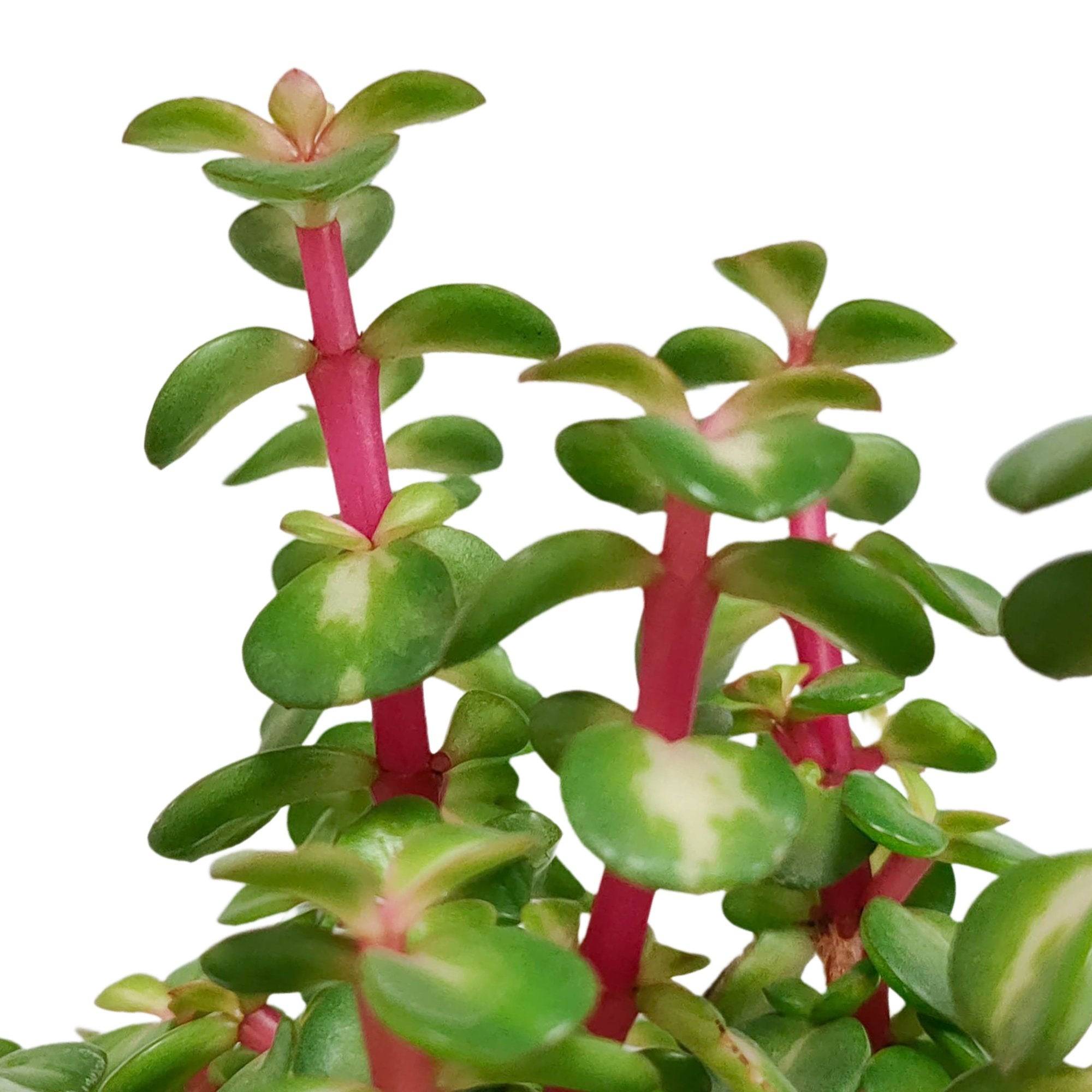 Portulacaria afra Variegata et son cache-pot blanc - h25cm, Ø11cm- La Green Touch - Image 4