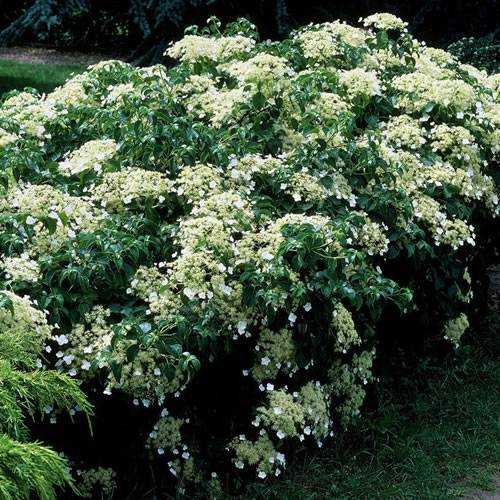 Gardenersdream - Hortensia 'Petioralis' arbuste grimpant à feuilles caduques plante rustique en pot - GardenersDream - Image 2